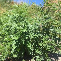 Liquorice Herb