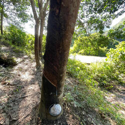 Harvesting rubber