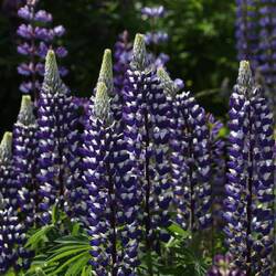 Lupinen säumen immer wieder unseren Weg