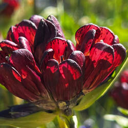 Immer wieder schleicht sich eine neue Pflanze ein: heute der Purpur-Enzian!