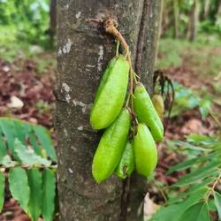 Sowas wie eine Sternfrucht, genannt Gurkenbaum