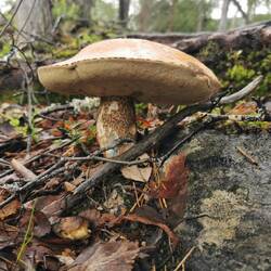 Wir brauchen unbedingt noch einen Pilzlehrgang... Sieht doch eigentlich lecker aus, oder? 🍄