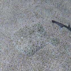 Tarnung, ein Wunder der Natur