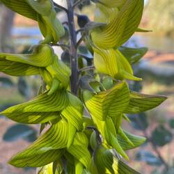 This plant reminds me off something. But what?