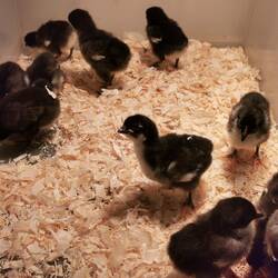 5 Tage alt die kleinen Hühner 🤍