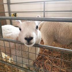 Kuschelweich die kleinen Lämmer 🤍