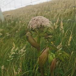 ...und so aufgeplobt