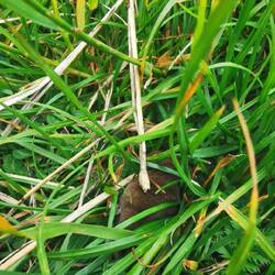 Ein Mäuschen versteckt sich- nur daumengroß.