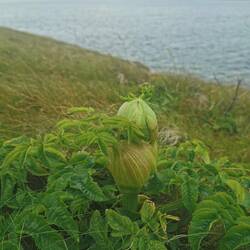Krasse Pflanze - so sieht sie geschlossen aus...