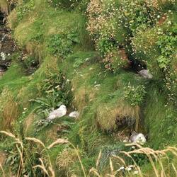 Und kleine fluffige Möwenjunge gibt es auch.