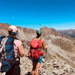 Steinadler am Himmel