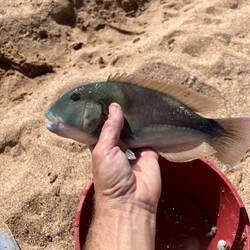 Andys littke bluebone that went back into the sea.