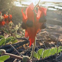 Sturt Desert Peas 😍