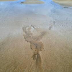 Can you see the monkey?