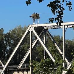 Osprey nest is ginormous on the train trestle.