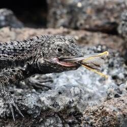 Salamandder wo grad en Heugömpfer esst