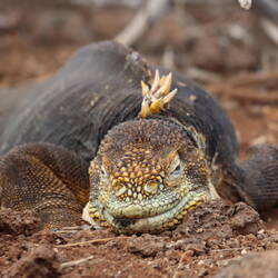 Land Iguana