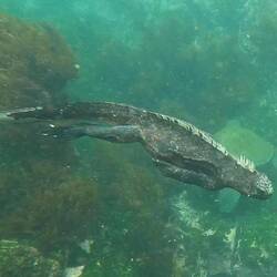Tauchende Marione Iguana
