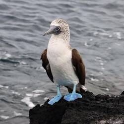 Blue footed bubi