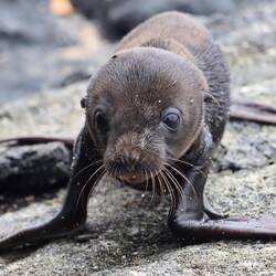 Baby seal
