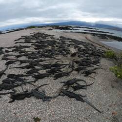 On no meh Iguanas ;)