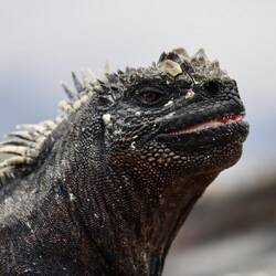 Marine Iguana