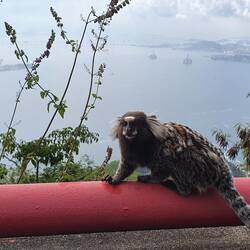 Frei lebede Affen auf dem Zuckerhut