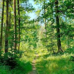 Durch Feld und Wald zurück nach Rothenberg