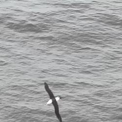 Albatross