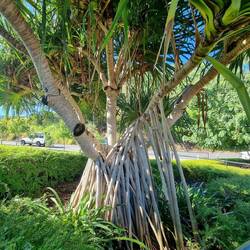 Sue will be along shortly to tell us the name of these upside down root trees