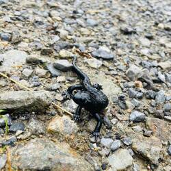 Alpensalamander