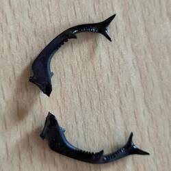 Mandibeln eines Hirschkäfers, ca 3 cm lang