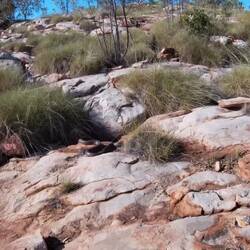 An olive python sunning itself along the trail