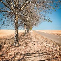 Der Herbst steht auf der Leiter - Hitze 1:0 Bäume