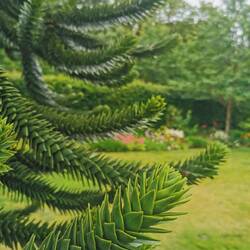Monkey Puzzle - riesiger Baum mit abgefahrenen Nadeln.