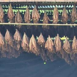 Tabak am trocknen von nah