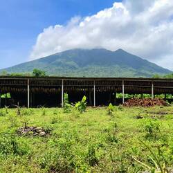 Vulkan Maderas mit Tabak + Tabak am trocknen