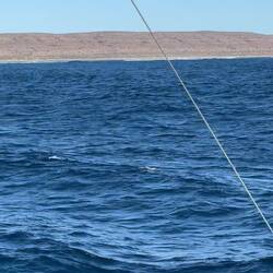 So many humpbacks around us