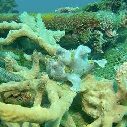Anglerfisch, englisch Frogfish
