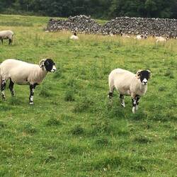 Swaledale sheep, the symbol of Yorkshire Dales National Park