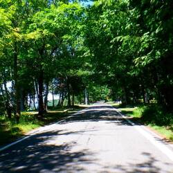 Michigan's Tunnel of Trees road (state highway 119)