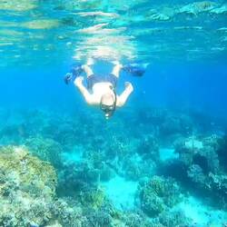 Ein großer Clownfisch in freier Wildbahn 😅