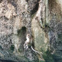 Lonely monkey