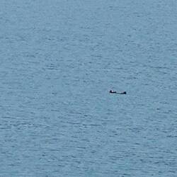 Seeotter, ganz entspannt!