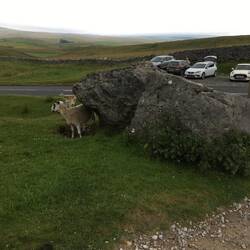 Sheep using the rock for scratching his back.