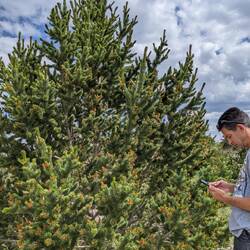 A cool Juniper tree!