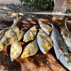Fish that they kept. Caught heaps more!
