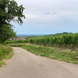 Plötzlich steht man mitten im Weinanbau