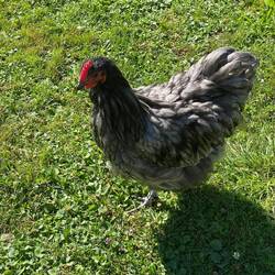 Orpington ( große, alte, eng. Hühnerrasse)