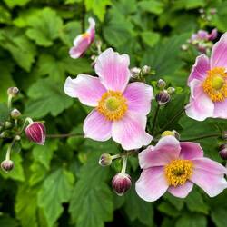 Japanese Anemone @ Nathan Phillips Square — Toronto, ON ... Canada.